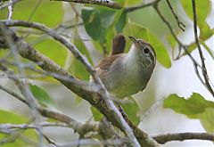 White-bellied Wren